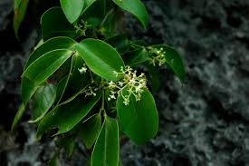 Image result for Loganiaceae