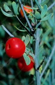 Image result for Osyris