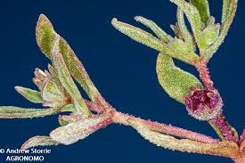 Image result for Eragrostis aethiopica