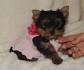 Teacup Yorkies For Sale - Cost and Prices