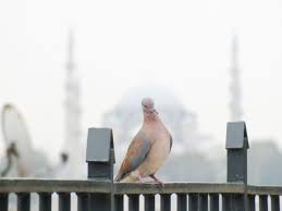 Omer Guvercin On Twitter Istanbul Bird Animals