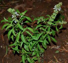 Image result for Ocimum americanum