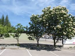 Maybe you would like to learn more about one of these? Japanese Tree Lilac Blue Grass Nursery Sod Garden Centres