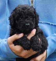 Check spelling or type a new query. Pin By Jessica Houston On Warm And Fuzzy Feelings Black Labradoodle Puppy Australian Labradoodle Puppies Labradoodle Puppy