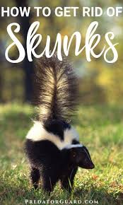 How To Get Rid Of Skunks Natural Non Lethal Methods Getting Rid Of Skunks Skunk Repellent Skunk