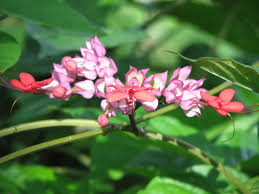 Image result for Clerodendrum splendens