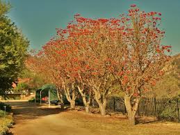 Image result for Erythrina lysistemon