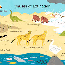 It occurs when species are diminished because of environmental learn more about mass extinctions and modern extinctions. Top 10 Reasons Why Plants And Animals Go Extinct
