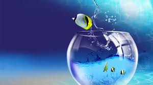 Nature 4k wallpapers for mac, pc, iphone 10 and x, ipad, android and windows 10. The Most Beautiful Fish Wallpaper Slideshow Full Hd 1080p Natural 4 You Youtube
