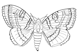Check spelling or type a new query. Insect Coloring Pages Giant Butterfly Coloring4free Coloring4free Com