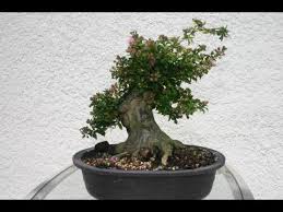 Deciduous Bonsai Crape Myrtle Bonsai Youtube