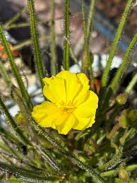 Image result for Rhipidoglossum delepierreanum