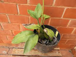 Image result for Oeceoclades saundersiana