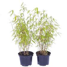 Did you know that most bamboo plants only flower once every 50 years? Fountain Bamboo Fargesia Rufa Yougarden