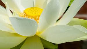 Image result for Lotus