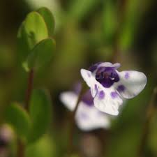 Image result for Lindernia