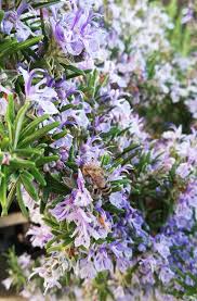 Pin Auf Mein Kleiner Garten My Small Garden