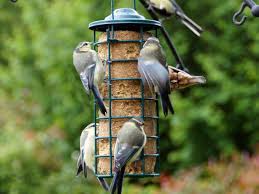Mangeoire Tube Pour Cylindres Et Boules Mangeoire Mangeoire Oiseau Graisse