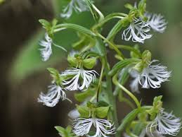 Image result for Habenaria macrostele