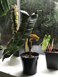 Philodendron Atabapoense Philodendron Philodendron Plant Plants