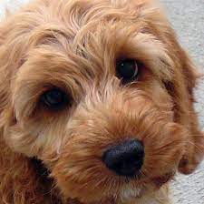 Spoodle Ive Just Realised How Beautiful A Spoodle Can Be They Look Like Teddy Bears And I Think Frank Would Love A Ne Spoodle Puppies Cute Dogs And Puppies