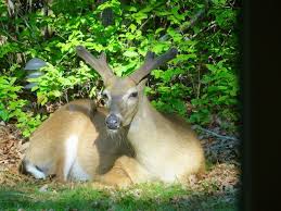 So, if you want to grow sunflowers in the garden, try one of the methods to keep deer out that we have just given above. Deer Resistant Plants And Trees That Are Edible The Permaculture Research Institute