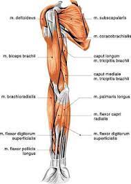 There are three muscles located in the anterior compartment of the upper arm biceps brachii coracobrachialis and brachialis. If The Anterior Shoulder And Arm Neurokinetic Therapy Facebook