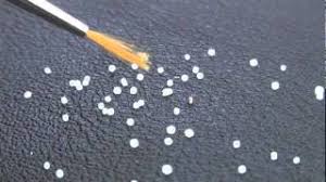 Image result for bed bugs eggs