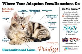 Maybe you would like to learn more about one of these? All Our Cats At The Cafe Are Adoptable