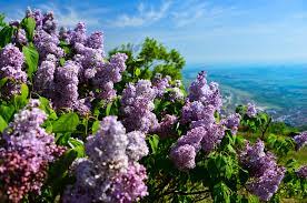 Lilac Tiny Flowers With Big Uses Cgtn