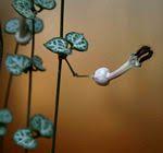 Image result for Ceropegia breviflora
