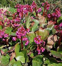 Charming, adorable, and evergreen, bergenia adds a ton of texture to shaded gardens; Bergenie Eroica Bergenia Hybrid Eroica