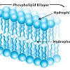 Students color the phospholipids, protei. 1