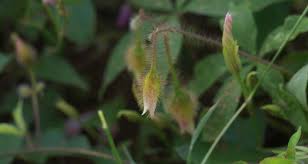 Image result for Merremia quinquefolia