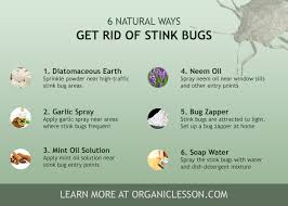 What helps against these beetles? How To Get Rid Of Stink Bugs In The House Using Natural Home Remedies Get Rid Of Silverfish Stink Bugs Pest Control