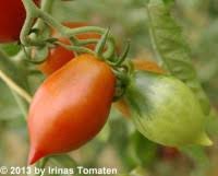Wir begrüßen sie recht herzlich auf unserer homepage. Tomatensamen Kaufen Irinas Tomaten Irinas Tomaten