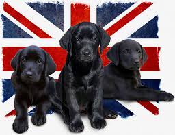 We are a family owned and operated british labrador kennel located in mankato, mn. British Labrador Retrievers Double Tt British Kennels