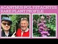 Image result for Acanthus polystachyus