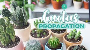 Image result for cactus cuttings
