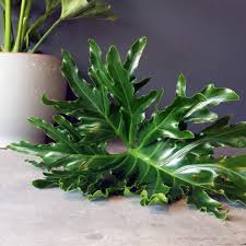 Maybe you would like to learn more about one of these? How To Caring For Your Hope Philodendron Spruce Flowers And Events