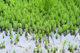 Image result for Haloragaceae