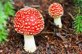 Domain Eukarya Kingdoms Three Domains Of Life Bioexplorer Net