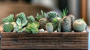 Los cactus deben su aspecto al entorno extremadamente seco y cálido en el que crecen. Ventajas De Tener Cactus En Casa Y Tips Para Cuidarlos Cocina Facil