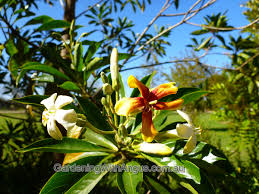Pin By Claire Woods On Australian Flowers Australian Plants Australian Flowers Plants