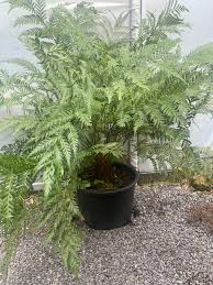 Image result for Todea