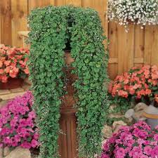 Image result for Dichondra