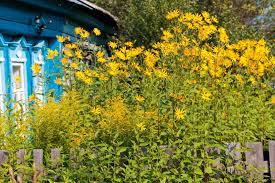 Die knollen der pflanzen sind für diabetiker geeignet und helfen beim abnehmen. Topinambur Im Garten Anbauen