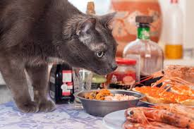 Raw shrimp can be safe for cats to eat, but. Can Cats Eat Shrimp Or Is It Unhealthy For Them Americavoted Com Digital Marketing