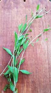 Daun yang satu ini mengandung banyak senyawa sehat yang bermanfaat untuk kesehatan anda. Rebusan Daun Inai Boleh Suzyhoney Jamu Cantik Sihat Facebook