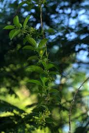 Image result for Marsdenia sylvestris